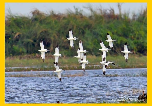 pied avocet rey sta ana