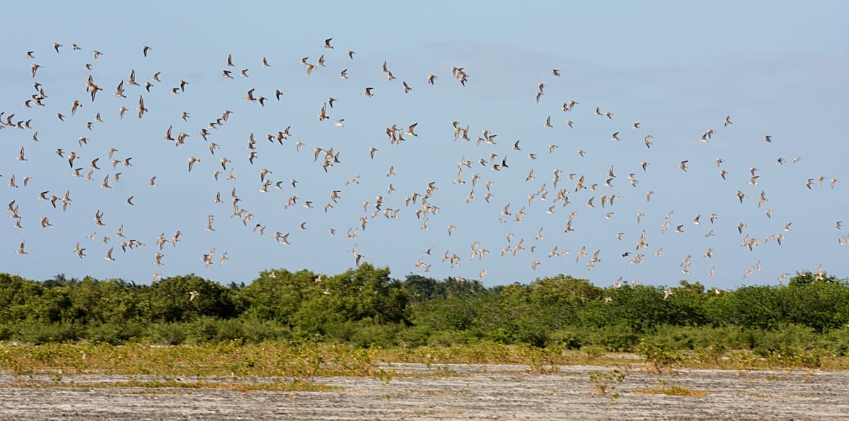 01--flock_of_shorebirds-A