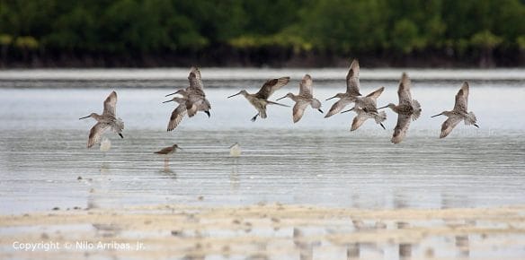 02--asian_dowitcher-B