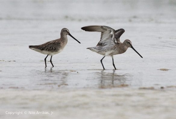 Asian Dowitcher - photo by Nilo Arribas Jr.