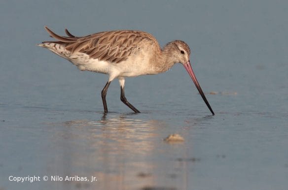 05--bar-tailed_godwit