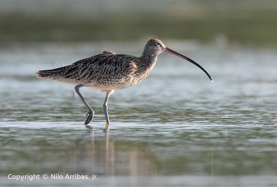 06--far_eastern_curlew