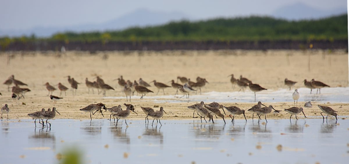 08--flock_of_shorebirds-B