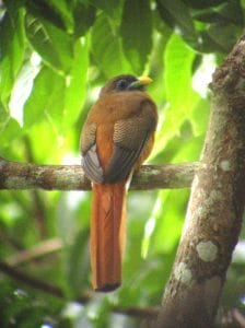 Philippine Trogon by Carmela Balcazar