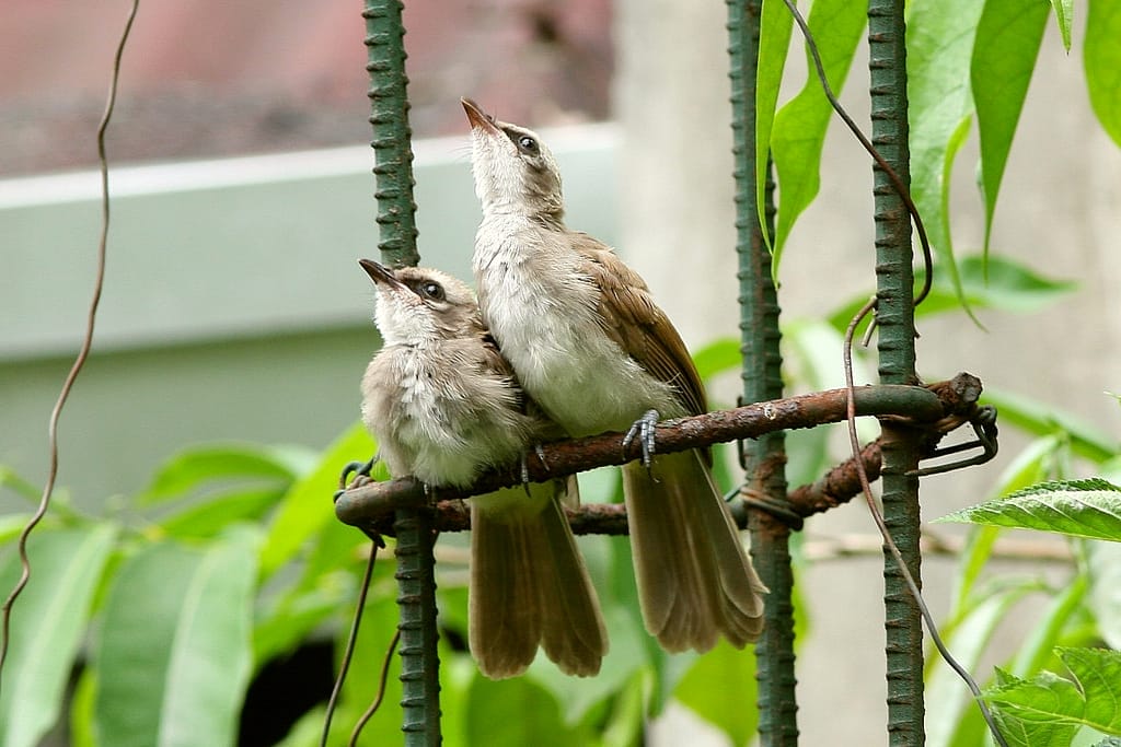 4731676949_67ec9b958f_b