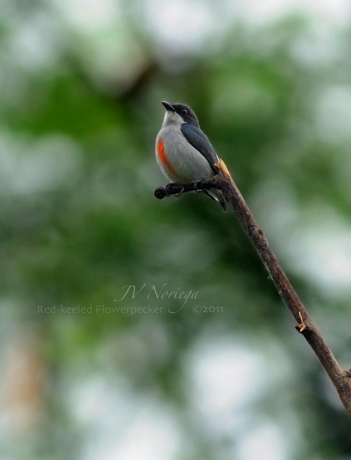 Red-keeled Flowerpecker