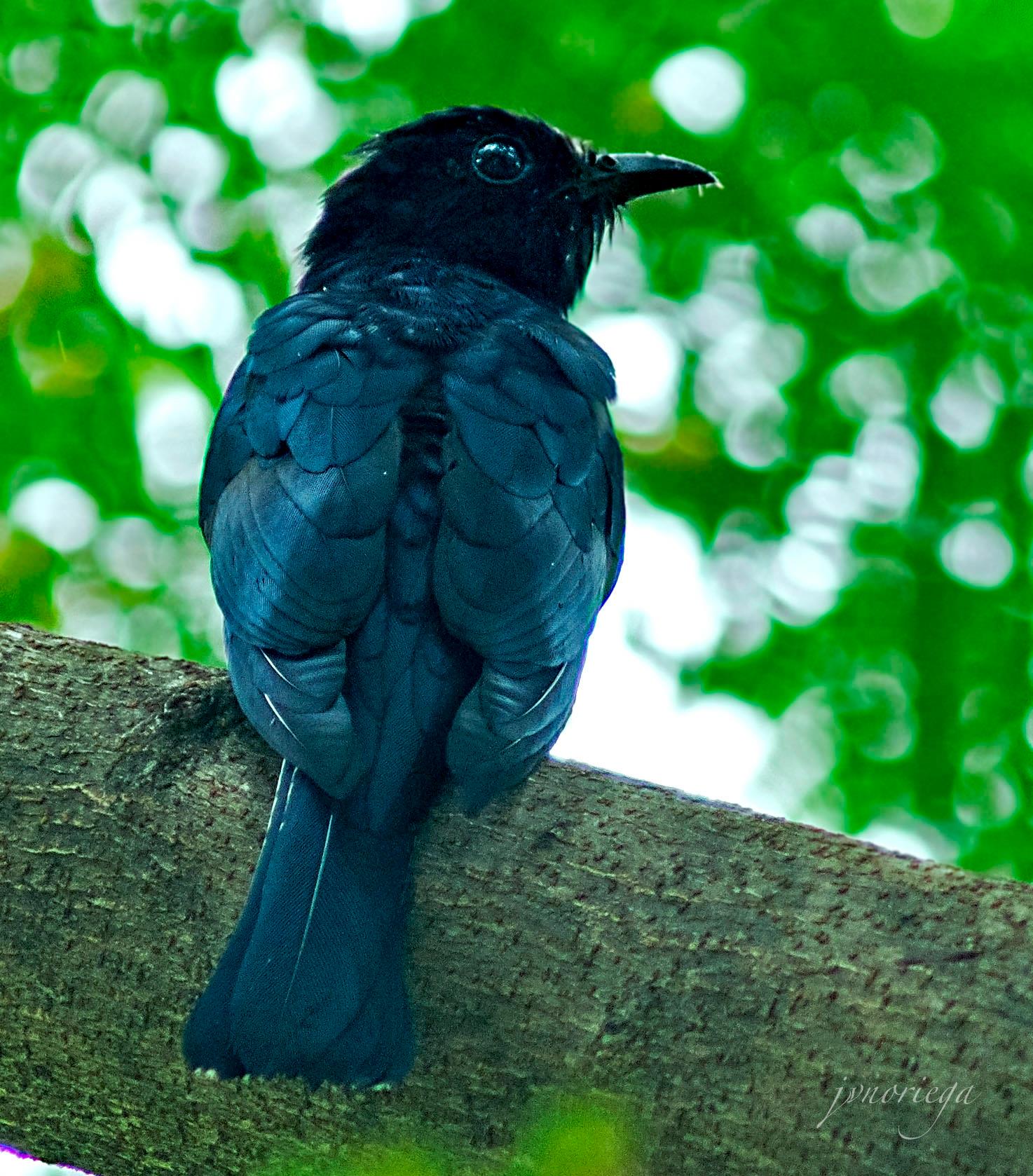 Philippine Drongo-Cuckoo. 