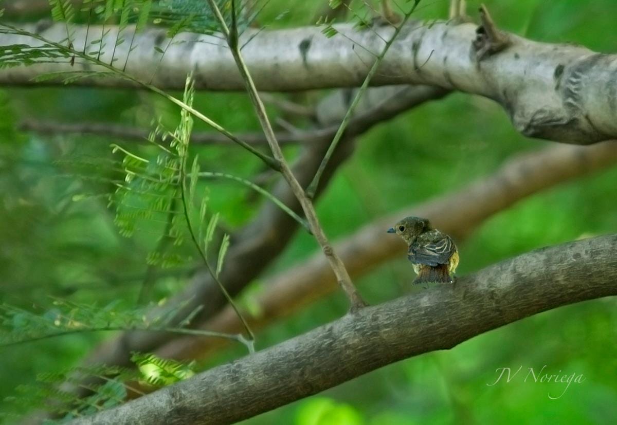 Narcissus Flycatcher