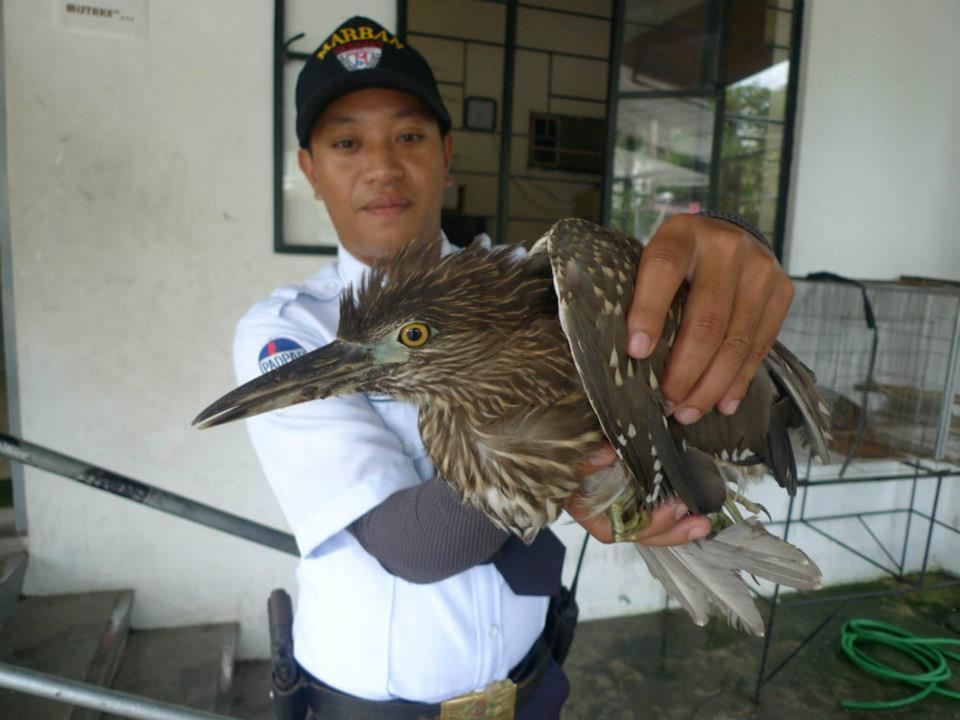 I immediately check if the young BCNH had any injuries.. broken wings or legs.. none.. wounds, lacerations.. none.. skin decease or falling-off feathers..none.. animal bites.. none.. held it by its legs and checked if it could freely flap its wings.. it did, vigorously!.. so i concluded that it was quite healthy and might have just been tired and hungry when the guard found it motionless las night.. it had to be released back to wild!