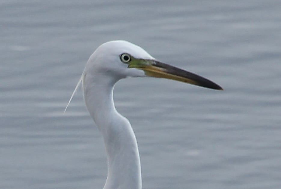  Chinese Egret - details. Photo by Christian Perez.