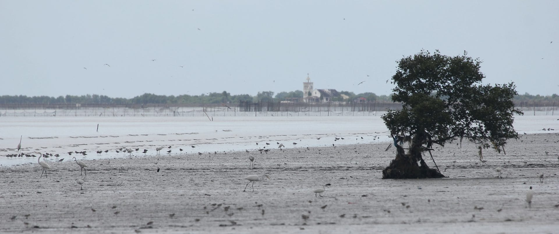 Egrets and waders on the beach. Photo by Christian Perez.