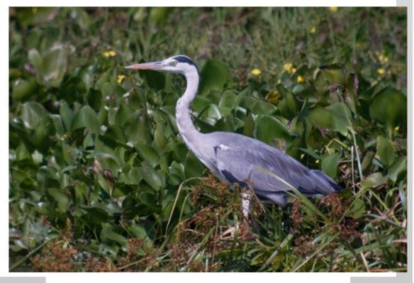 Some 100 Grey Herons spend the winter in LPPCHEA