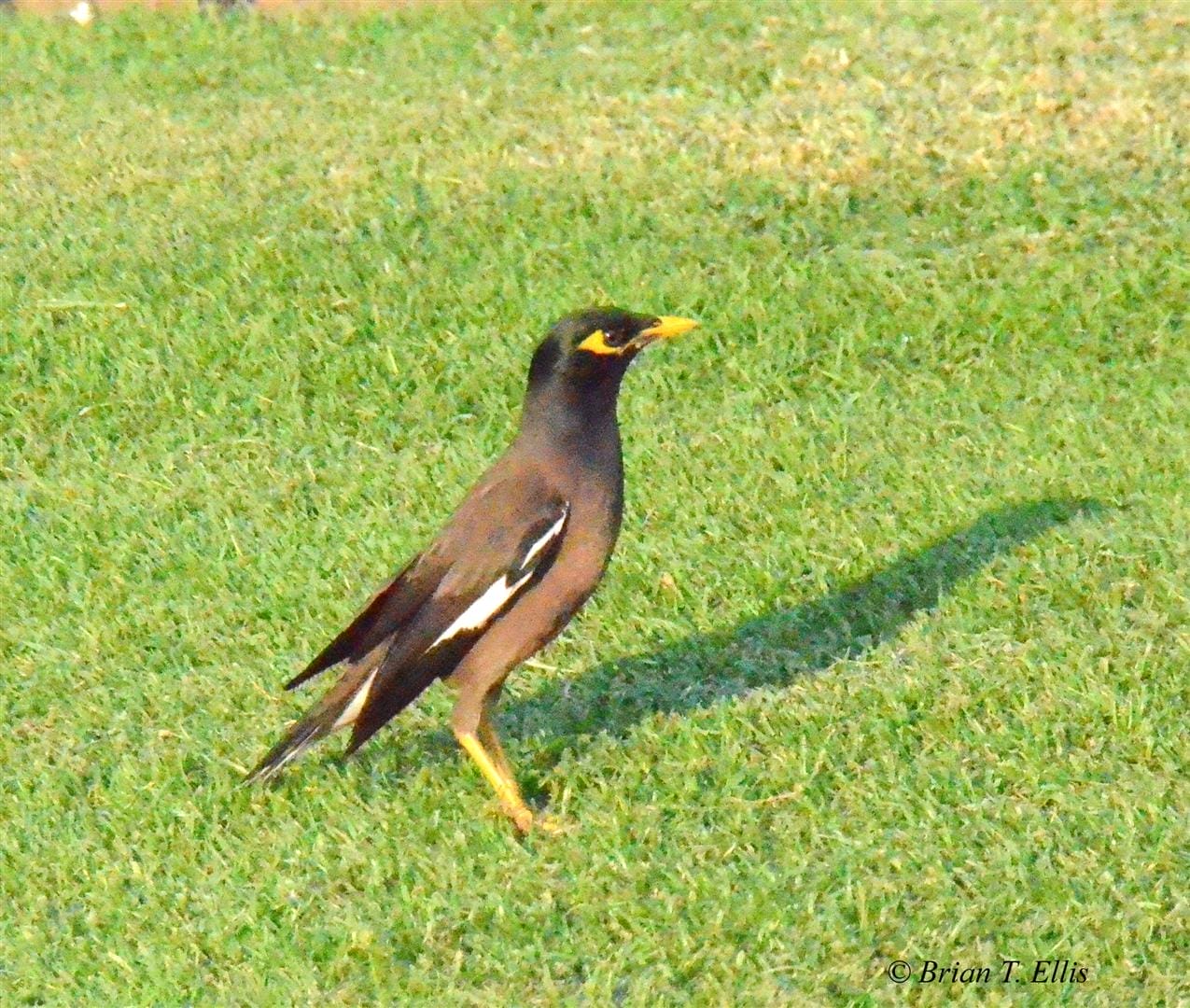 Common Myna