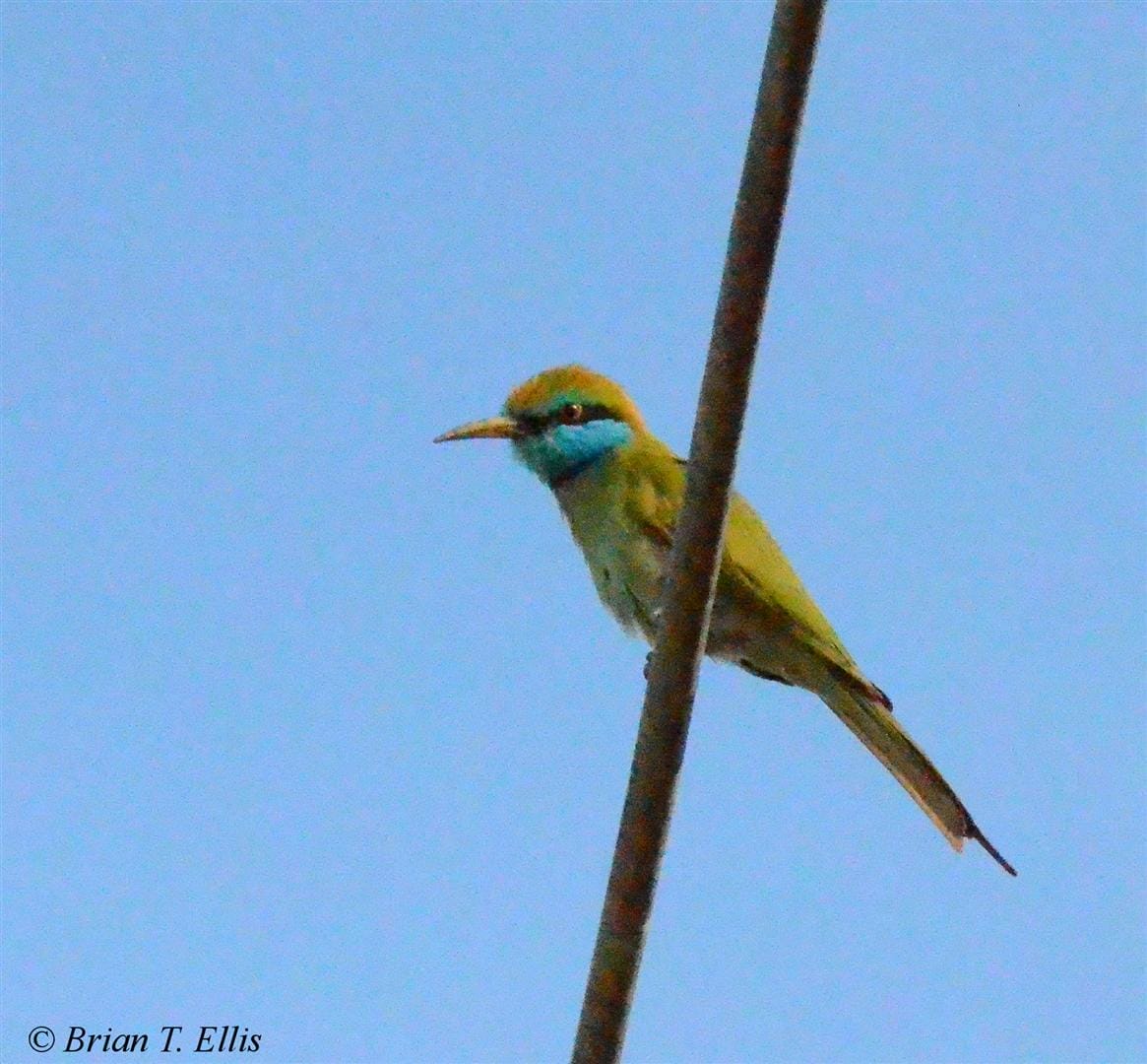 Green Bee Eater