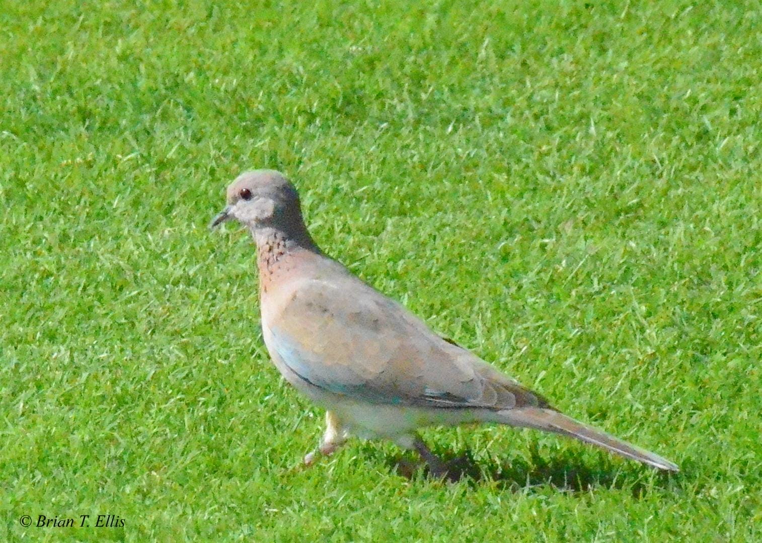 Laughing Dove