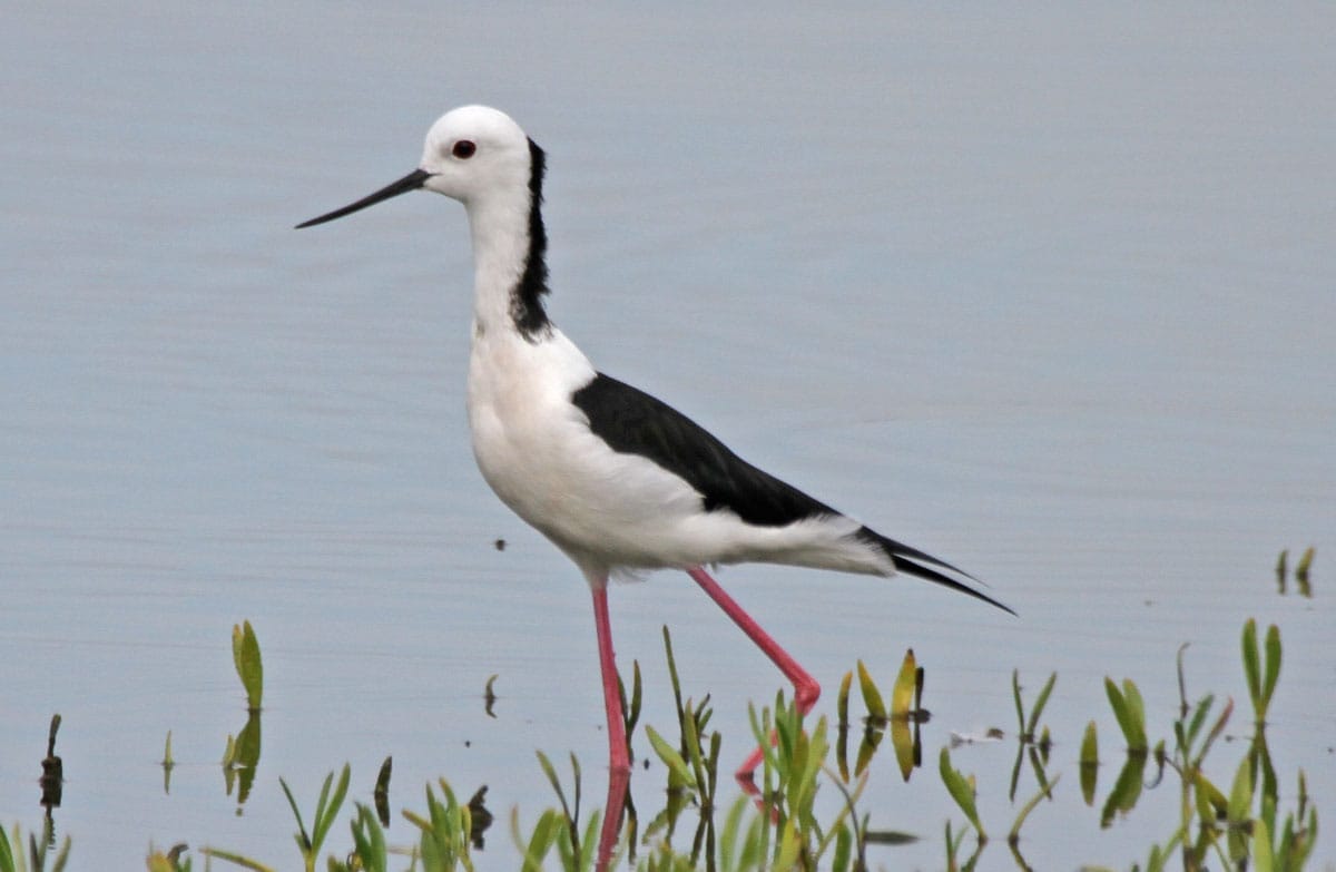 Black-winged Stilt. Photo by Pete Simpson.
