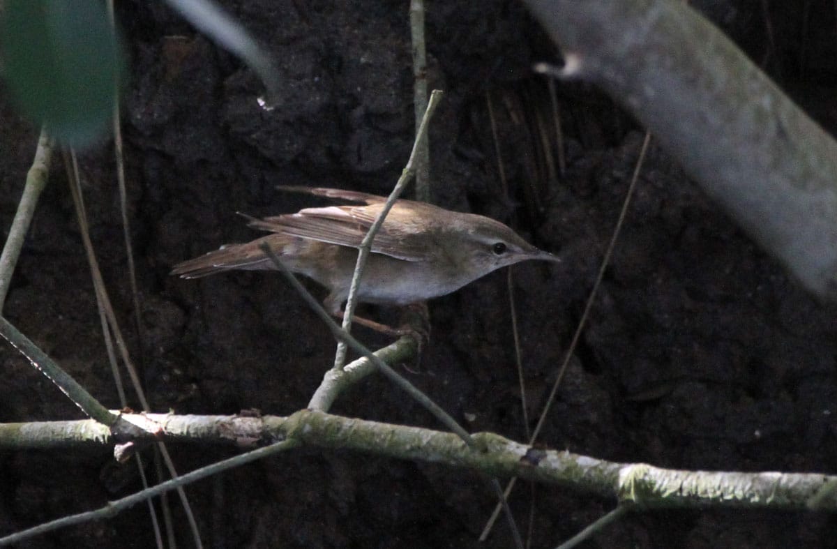 Middendorff’s Grasshopper Warbler. Photo by Pete Simpson.