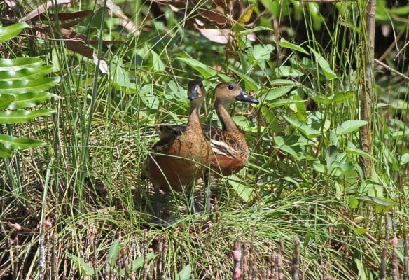 Wandering Whistling Duck. Photo by Pete Simpson.