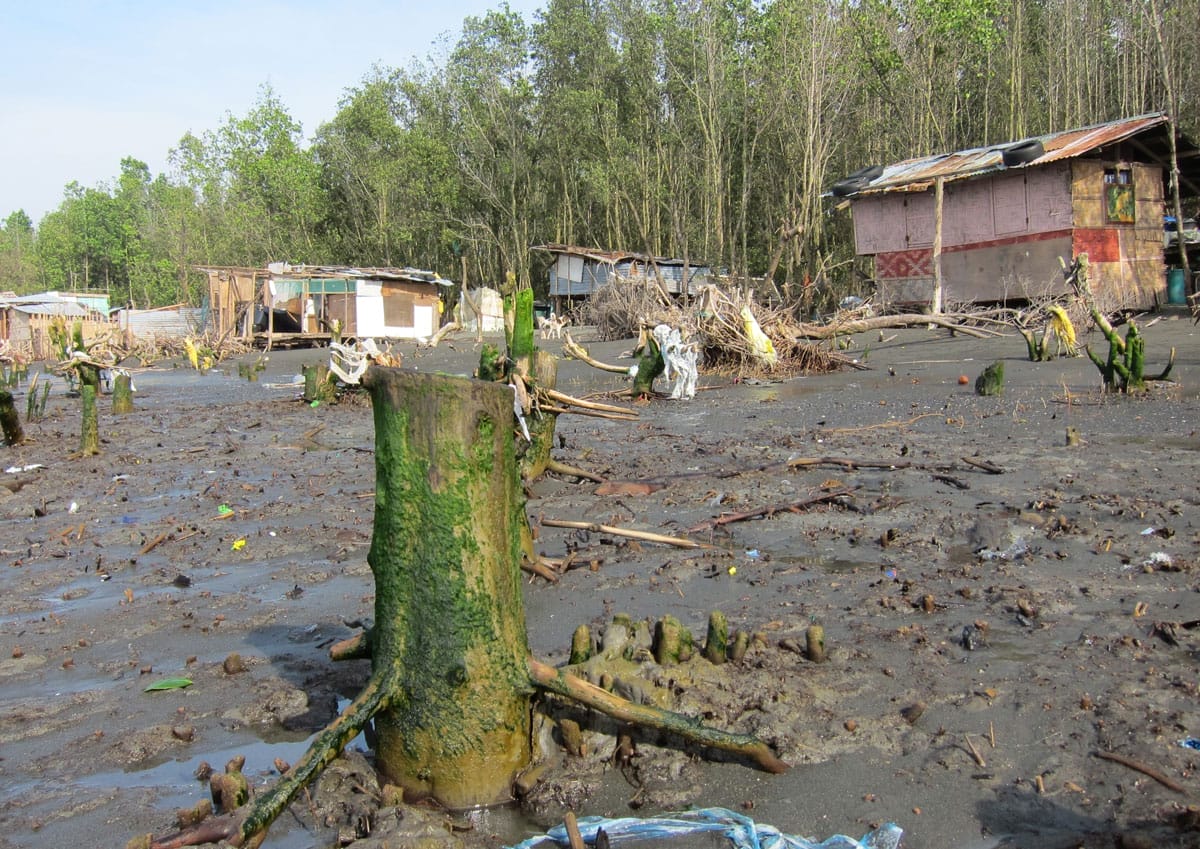 Mangrove destruction to the west of the river mouth. Photo by Pete Simpson.