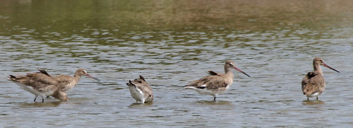 Black-tailed Godwit. Photo by Pete Simpson.