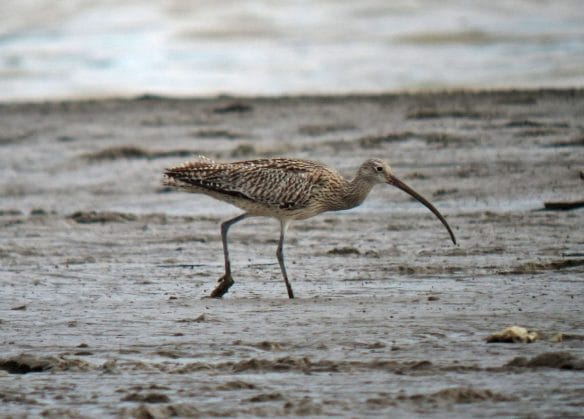 Far Eastern Curlew. Photo by Pete Simpson.