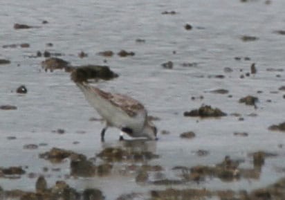 Flagged Rufous-necked Stint. Photo by Pete Simpson.