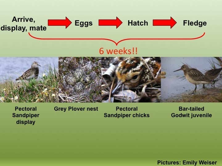 The entire cycle takes place over 6-8 short weeks, then it’s time to migrate south again  before the weather turns bad!