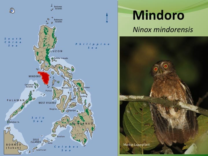 Smallest, with narrowest barring belowVoice much higher-pitched than others,  with sweet prolonged whistles and screeches Often also high toots in series. Vocally most like Tablas and Sibuyan birds but much too distinct to be considered same species. Occurs both in single remaining lowland forest patch and montane forest. Split & elevated to full species  �