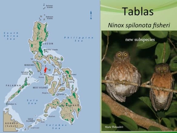Large, drab, without white throat of other “spilonota” forms.Songs are series of single downturned well-spaced short whistles, changing to 3-5 quick notes. The two island populations differ slightly from each other in size and voice. Tablas population a new subspecies. Both islands almost deforested, but the owls still exist. �
