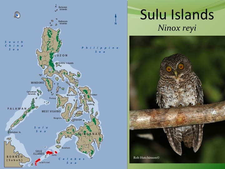 Big, variable but usually has the darkest barring.Song extraordinarily distinct. Not like most owls---rapid toneless clucking percussive series. Local name “luk-luk”! Only on rather small islands, but does occur around villages. Sulu, Siasi, Tawi Tawi and the adjacent Sanga Sanga and Bongao, Sibutu. Split & elevated to full species.