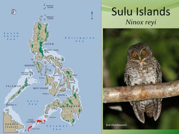 Big, variable but usually has the darkest barring.Song extraordinarily distinct. Not like most owls---rapid toneless clucking percussive series. Local name “luk-luk”! Only on rather small islands, but does occur around villages. Sulu, Siasi, Tawi Tawi and the adjacent Sanga Sanga and Bongao, Sibutu. Split & elevated to full species.