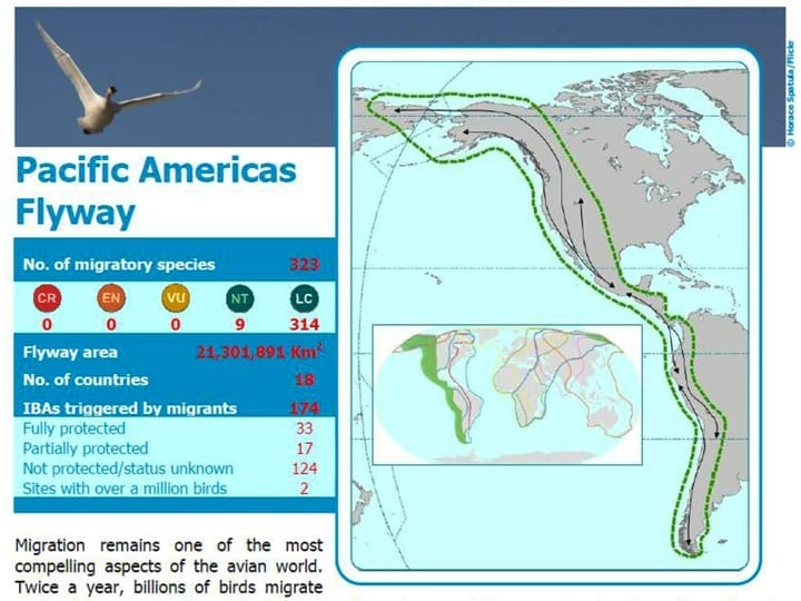 1 Pacific and Americas