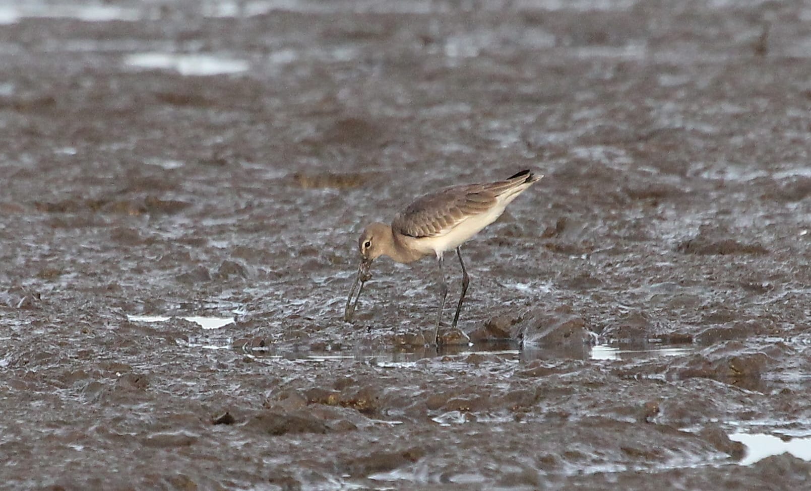 Black-tailed Godwit. Photo by Christian Perez.