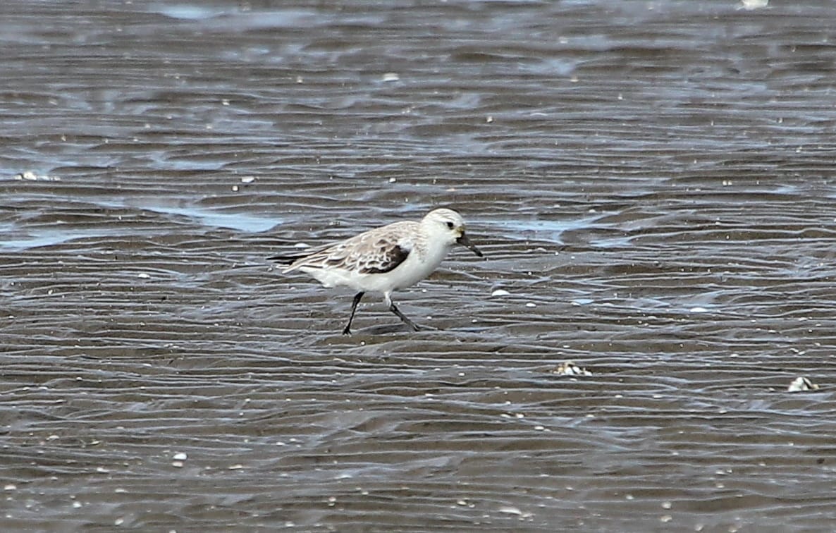 Sanderling. Photo by Christian Perez.