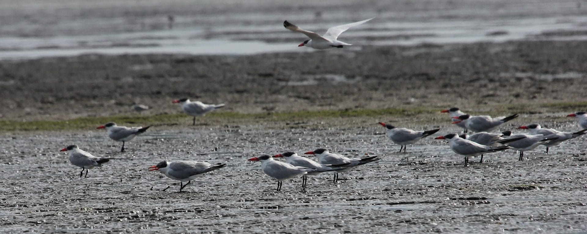Caspian Tern. Photo by Christian Perez.