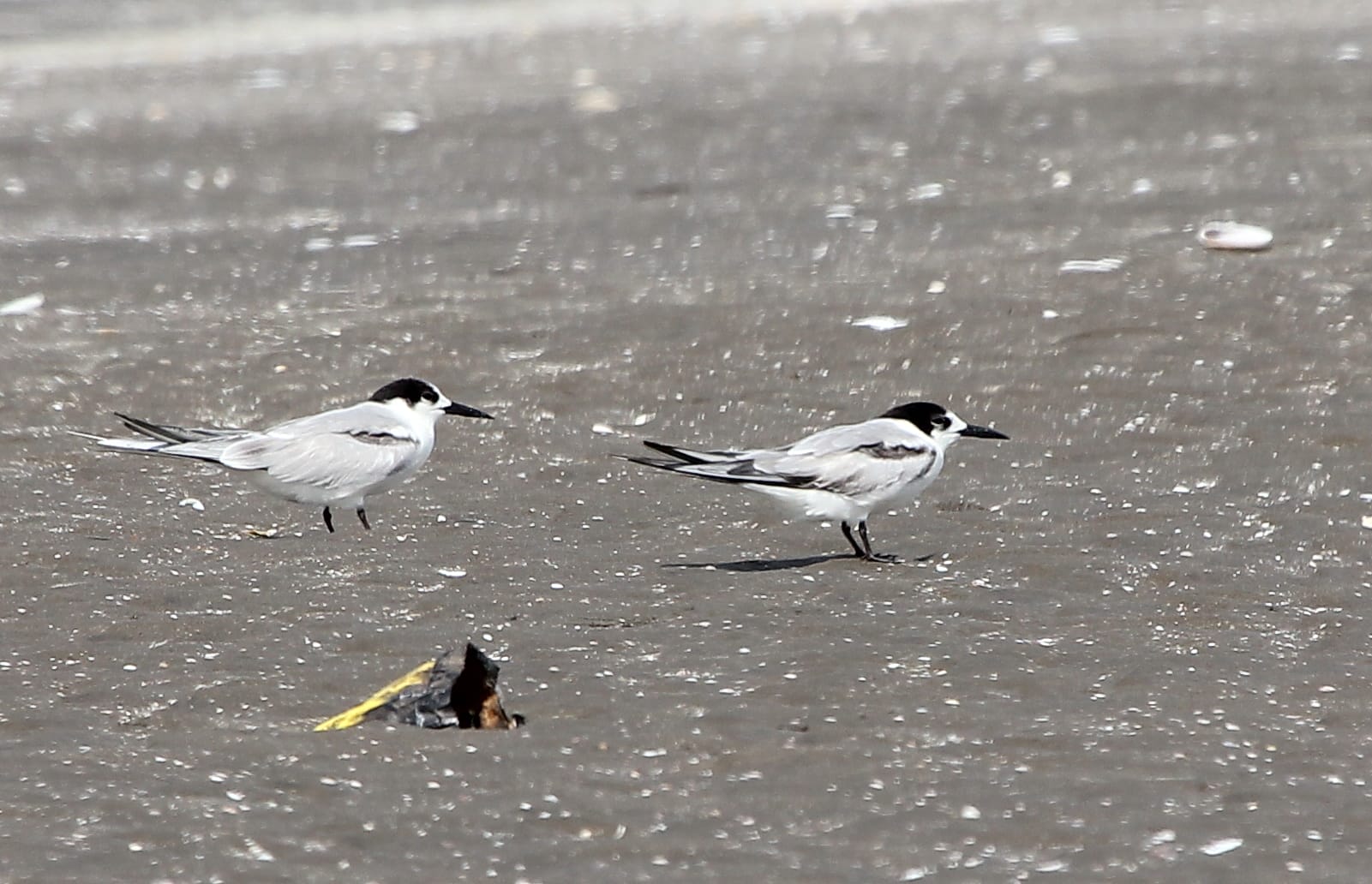 Common Tern. Photo by Christian Perez.