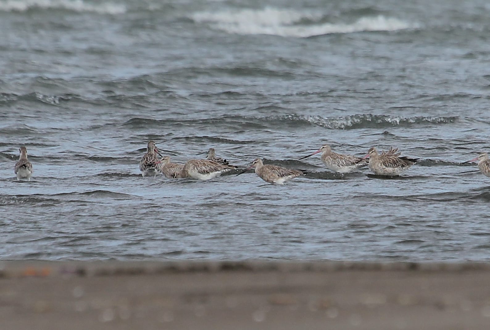 Bar-tailed Godwit. Photo by Christian Perez.