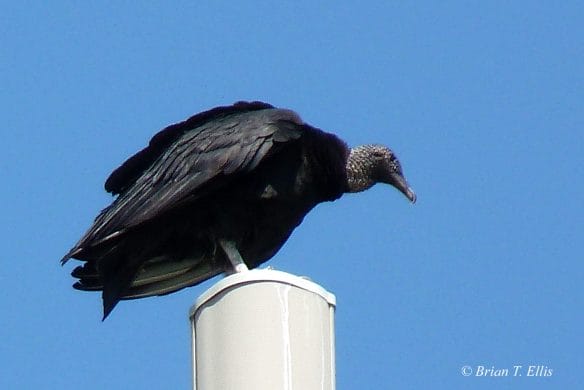 Black Vulture, USA Mansfield TX 2012 Apr 9. Photo by Brian Ellis.
