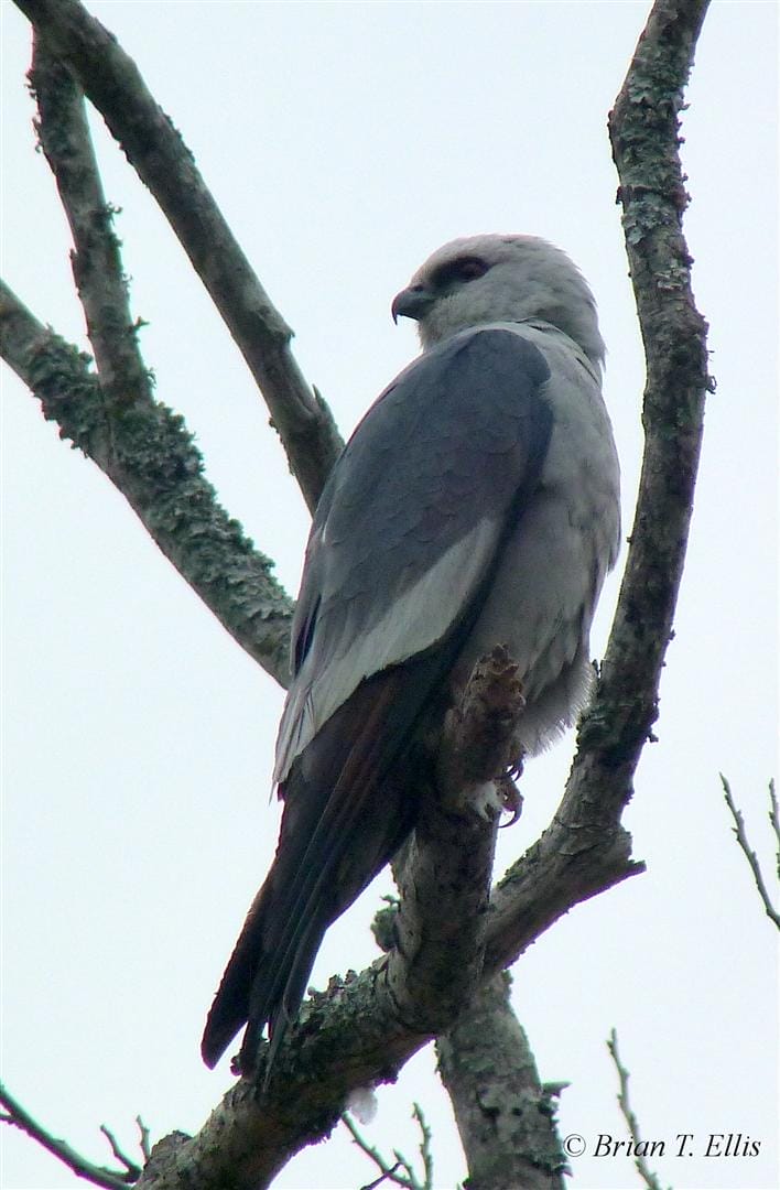 Mississippi Kite. Photo by Brian Ellis.