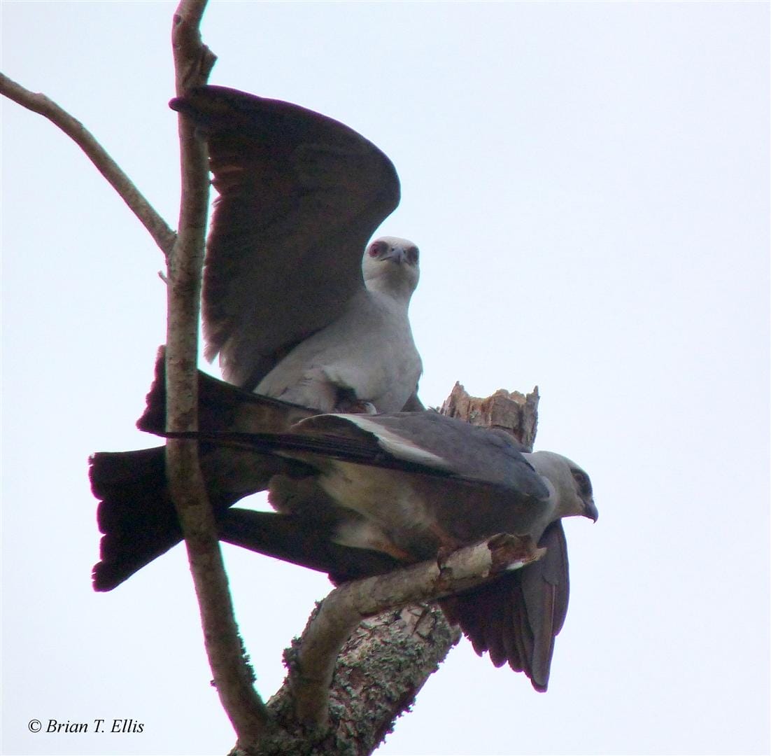 Mississippi Kite. Photo by Brian Ellis.