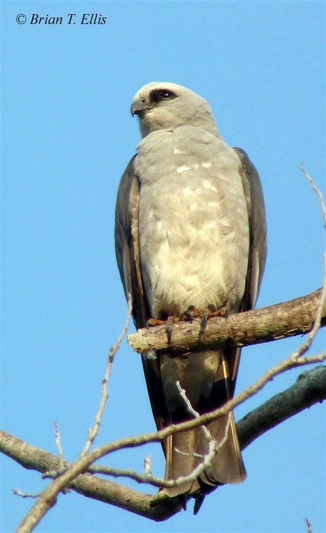 Mississippi Kite. Photo by Brian Ellis.