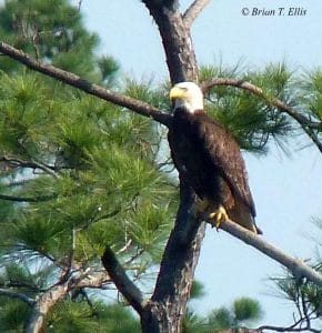 Bald Eagle. Photo by Brian Ellis