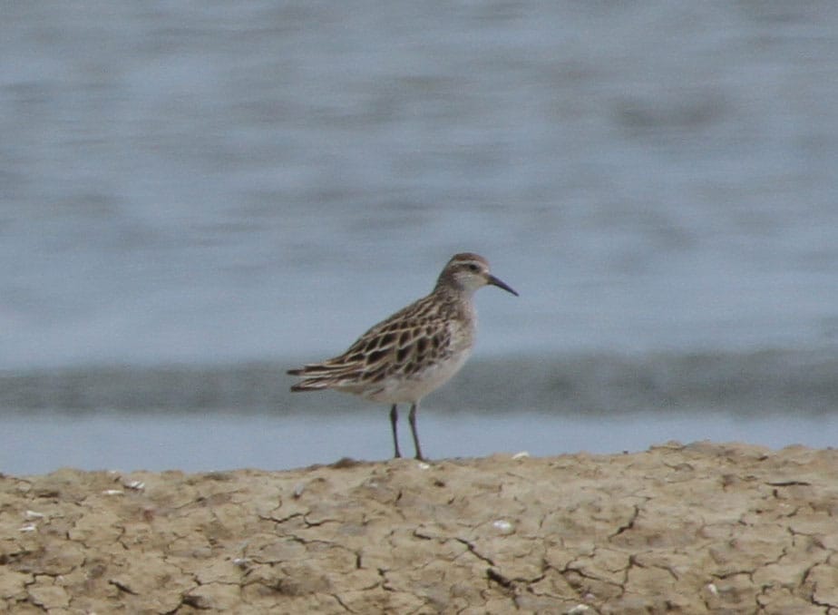 Sharp-Tailed Sandpiper. Photo by Pete Simpson.