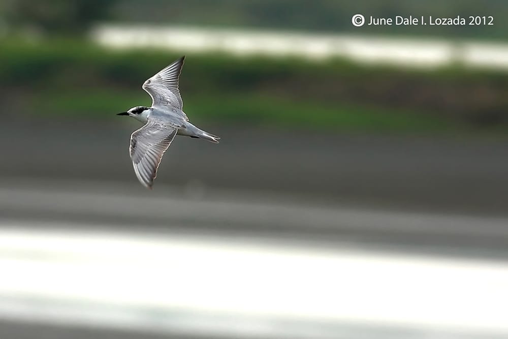 whiskered tern (1)