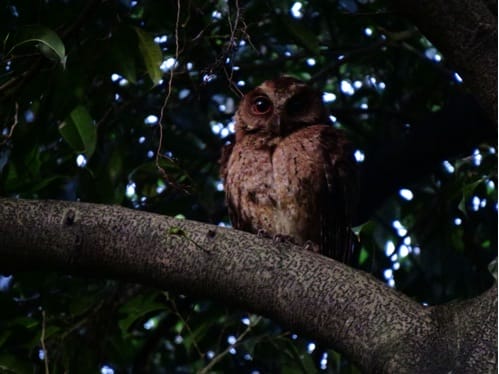 Illustration 2: The adult Philippine Scops-Owl. Photo by Jops Josef.