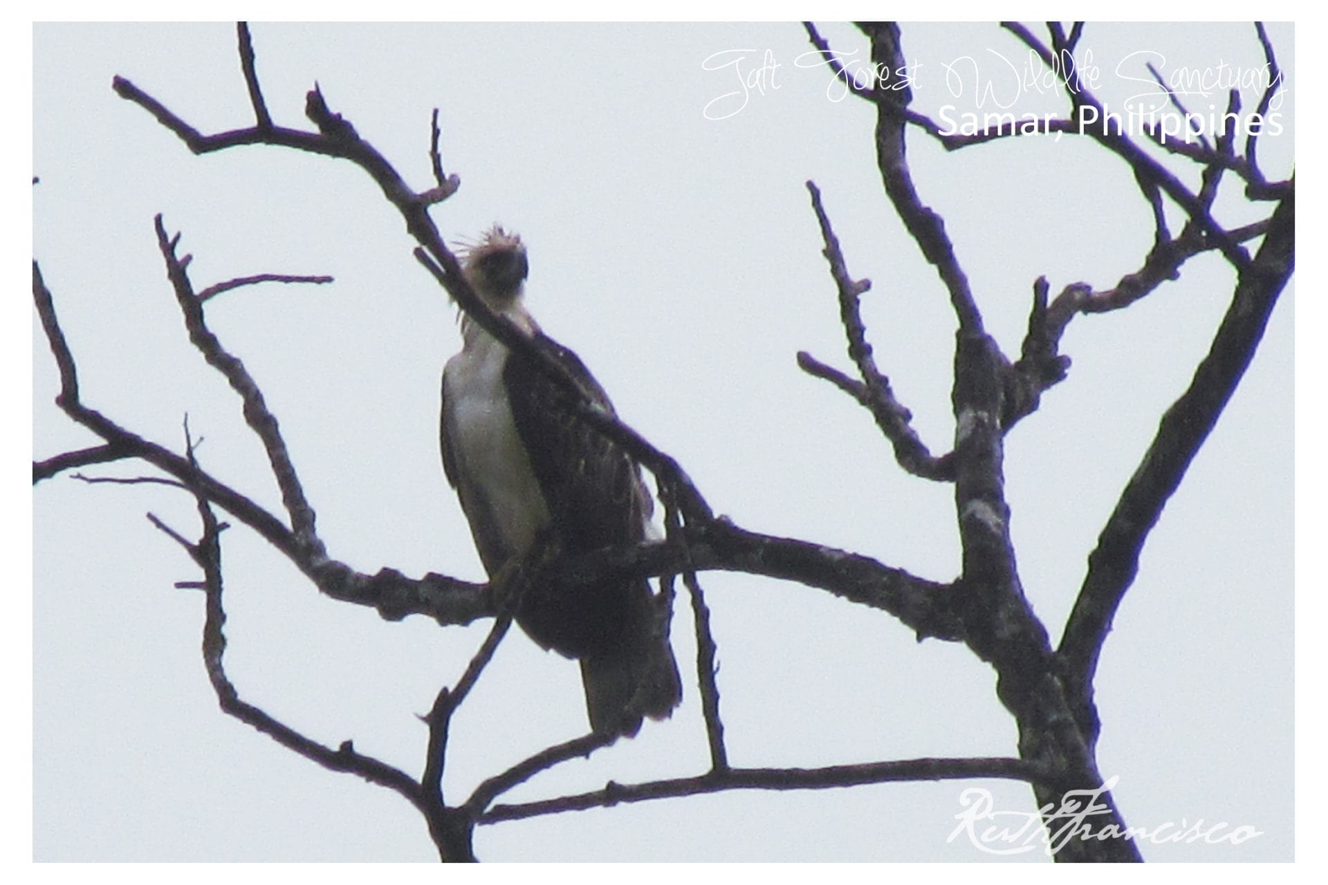 Philippine Eagle. Photo by Ruth Francisco.