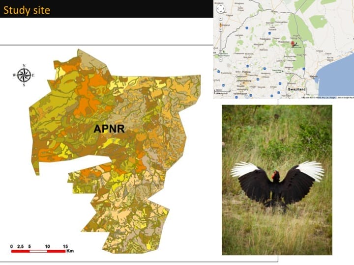 Kate Meares, 6th International Hornbill Conference, slide 4 The APNR comprises Klaserie, Timbavati and Umbabat Private Nature Reserves, more recently Balule and Jejane Nature Reserves with a  combined area of 180 000 ha. This makes it one of the largest combined area of private nature reserves in South Africa. Its had the nature reserve status now for over 60 years having been originally mostly cattle farmers. The reserves comprise blocks of privately owned land, but no fences between them so the reserves function as single entity. Included in our study site is a contractual parks area in the south east governed by Kruger National Park. Two of our borders are shared with Kruger National Park with fences being removed in the 1990’s. To our south: Manyaleti Private Nature Reserve, to our west: Olifants West, Kapama, Thornybush and an operational Air Force Base. Birds are known to utilise their areas.  When we began the study of SGHs in the APNR, it was clear from early on that the number of natural nests available was a limiting factor for birds in this area. Twenty nine artificial nests were erected within the first two years. Mapping them we get this picture. �