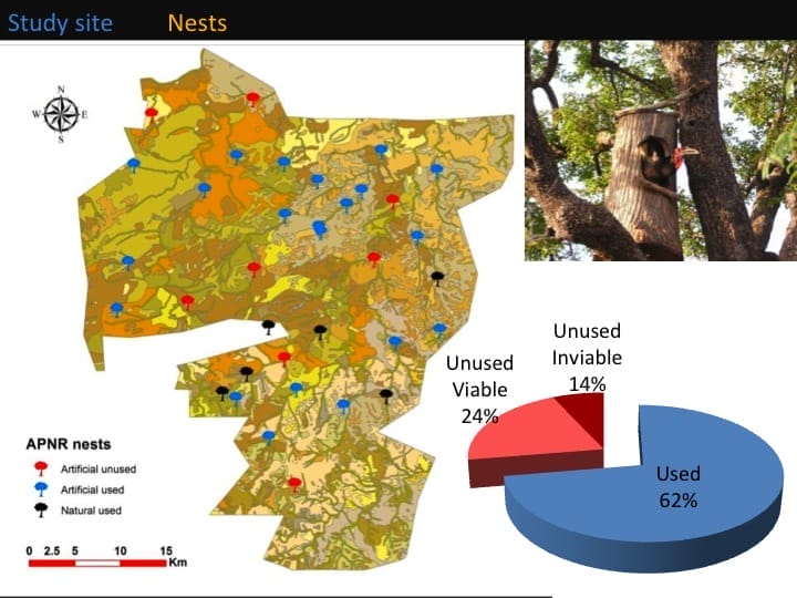 Kate Meares, 6th International Hornbill Conference, slide 5 Used artificial nests in blue, unused artificial in red, and the known used natural cavities in black. Although no study was done to investigate how many breeding groups there were in the APNR prior to the instalment of artificial nest boxes, the birds took the boxes quickly and with nesting attempts taking place that first summer season after the boxes were installed. There are currently 21 used artificial nest boxes and only 6 natural. 23 known breeding groups making the number of SGHS in the APNR to total close to 110 birds.  Some groups have more than one box in their home-range. In some instances birds will use both, in other instances birds favour just the one, with the other box left alone, sometimes taken over by other species: owls, genets, even pythons during the cold winter months. �