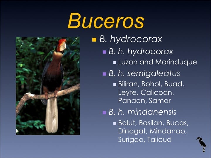 Dr. William Oliver,  6th International Hornbill Conference - Slide 7