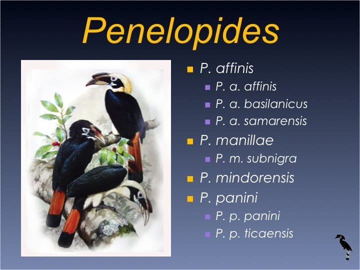 Dr. William Oliver,  6th International Hornbill Conference - Slide 8